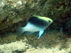 Chrysiptera rollandi