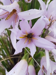 Oxythyrea testaceoguttata