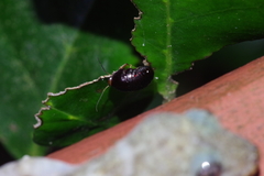 Perisphaerus pygmaeus