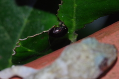 Perisphaerus pygmaeus