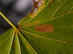 Phyllonorycter joannisi