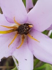 Oxythyrea testaceoguttata