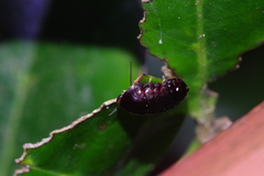 Perisphaerus pygmaeus