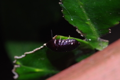 Perisphaerus pygmaeus