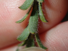 Kunzea capitata capitata