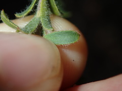Kunzea capitata capitata