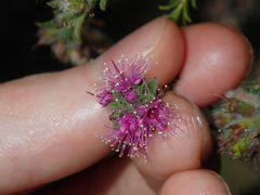 Kunzea capitata capitata