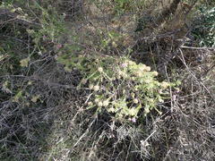 Kunzea capitata capitata