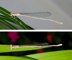 Aciagrion pallidum