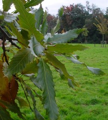 Quercus castaneifolia