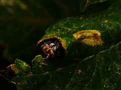 Phyllonorycter geniculella