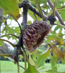 Quercus castaneifolia