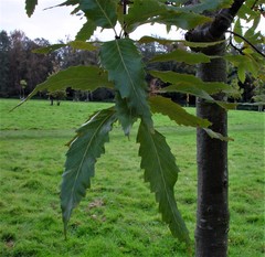 Quercus castaneifolia