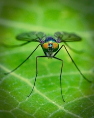 Heteropsilopus cingulipes