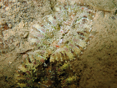 Stichodactyla tapetum