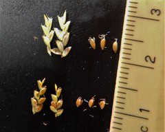Cyperus houghtonii