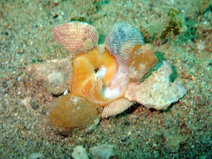 Xenophora