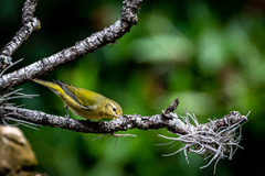 Leiothlypis peregrina