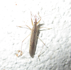 Nabis capsiformis