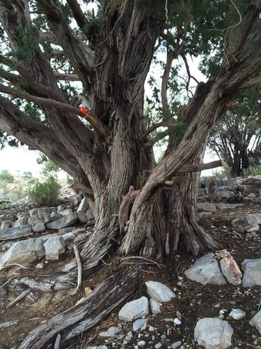 Image of Juniperus seravschanica by (c) pavlaki1968, some rights reserved (CC BY)