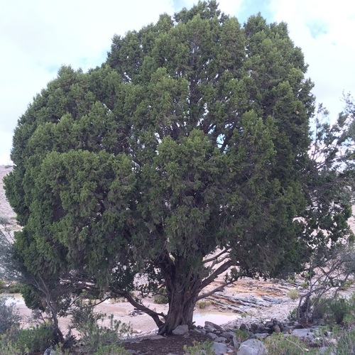 Image of Juniperus seravschanica by (c) pavlaki1968, some rights reserved (CC BY)