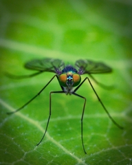 Heteropsilopus cingulipes