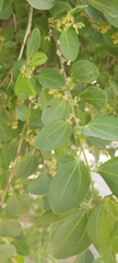 Ziziphus jujuba
