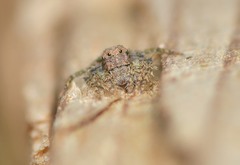 Hamataliwa grisea