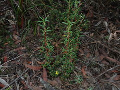 Hibbertia monogyna