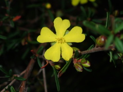 Hibbertia monogyna