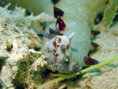 Pentaceraster alveolatus