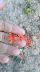 Ipomopsis aggregata formosissima