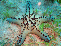 Pentaceraster alveolatus