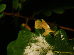 Tischeria ekebladella