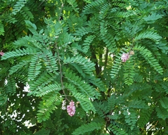 Robinia viscosa
