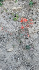 Ipomopsis aggregata formosissima