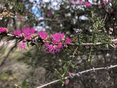 Melaleuca wilsonii