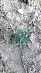 Ipomopsis aggregata formosissima