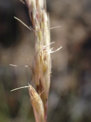 Tenaxia stricta