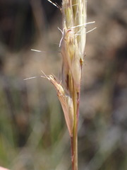 Tenaxia stricta