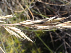 Tenaxia stricta