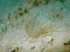 Pachycerianthus