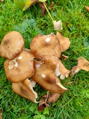 Fungi