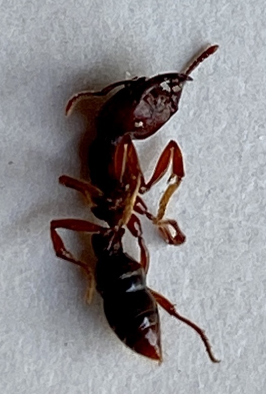 Amblyopone australis