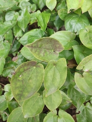 Epimedium pubigerum