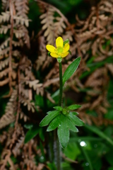 Ranunculus plebeius