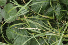 Phyllachora graminis