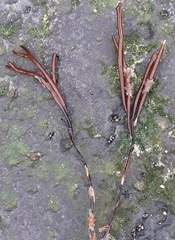 Furcellaria lumbricalis