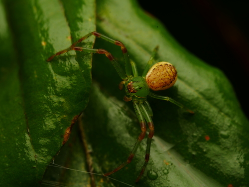 Rudasis lapavoris nuotrauka