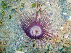 Pachycerianthus